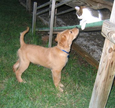 Beau and Cat